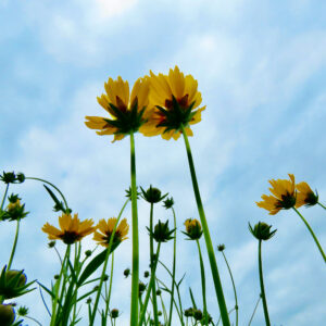 LookingUpCoreopsis